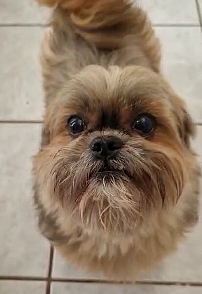 Wafer is a nine-year-old Shih Tzu.