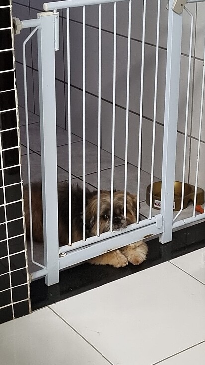 Wafer after his owner closed the gate.