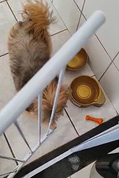 Wafer trying to stop his owner from closing the gate.