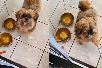 The owner needs to go to work, but her Shih Tzu tries to stop her. With his paw, he doesn’t let her close the gate.