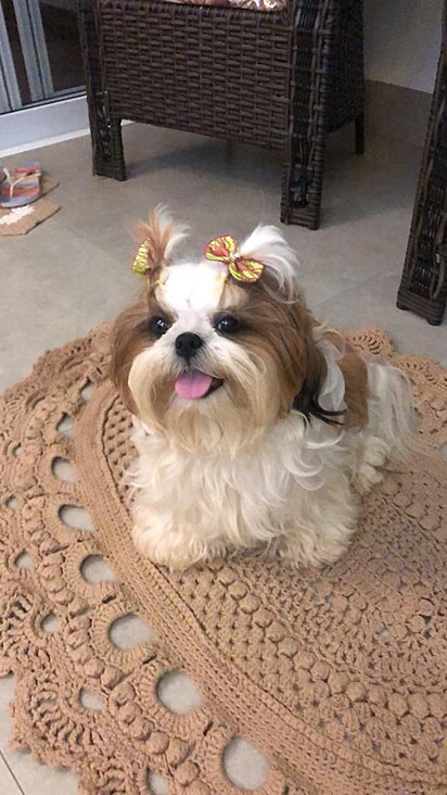 Luna is a Shih Tzu who gave birth to five puppies.