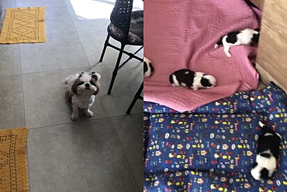 Shih Tzu complains to her owner when she’s asked to take care of her puppies. 