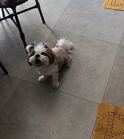 Luna complaining to her owner.