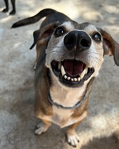 Valentino is nine and a half years old. He was adopted from a shelter in Rio Grande do Sul, Brazil.