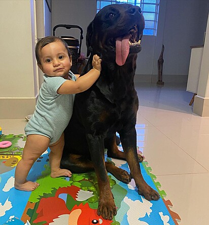 Scar, the Rottweiler, and Luiza are great friends. 