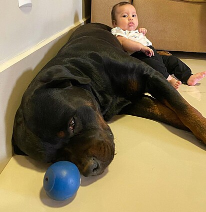 The Rottweilier turned out to be very careful, loving, and patient with baby Luiza.