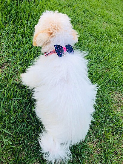 The Poodle passed away after giving birth. 