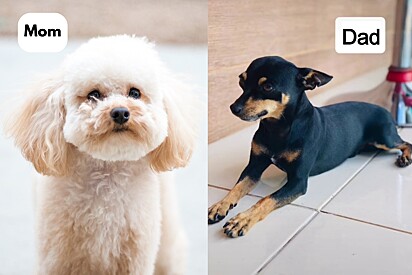 An internet user introduces us to Chiquinha, his Poodle-Pinscher mix.