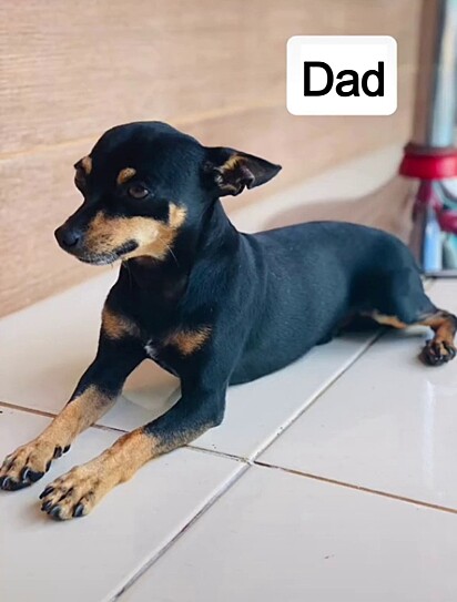 Chiquinha’s father is a Pinscher. 