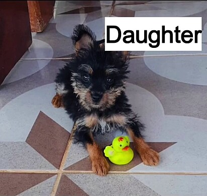 Chiquinha at two years old, full of energy and attitude. 