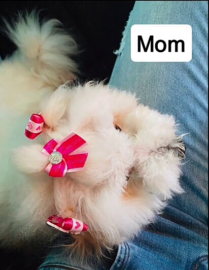 Chiquinha’s mother is a Poodle.