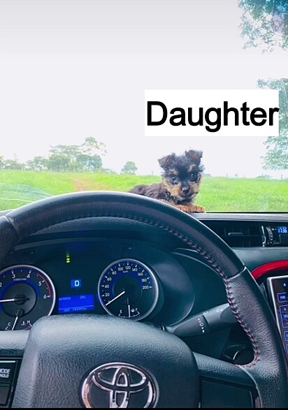 Chiquinha is a Pinny-Poo—a Pinscher and Poodle mix.