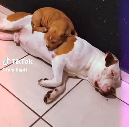Hikari, as a puppy, lying on her brother. 