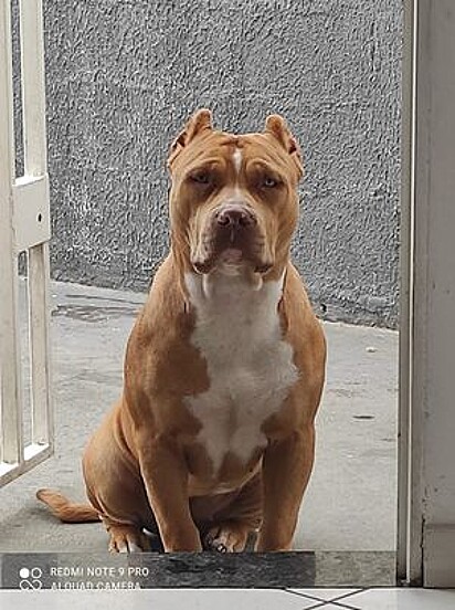 Hikari, the Pitbull, at seven months old.