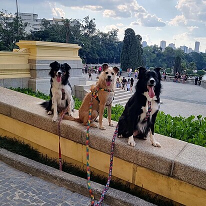 The three dogs posing for a photo in line. They brought joy into Jessicas life.
