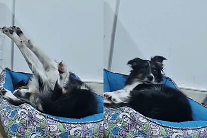 Nosy dog who only wakes up when she hears someone answering the phone saying “hello.”