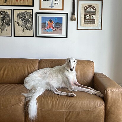 Lineu is a nine-year-old Borzoi.