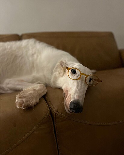 Lineu arrived in Samara’s life through the Alma de Galgo project.