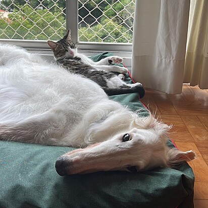 Lineu, the Borzoi, lying next to his feline brother.