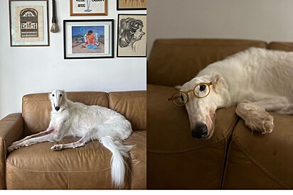 The dog, famous on social media, shares with his followers the things he likes to do the most. 