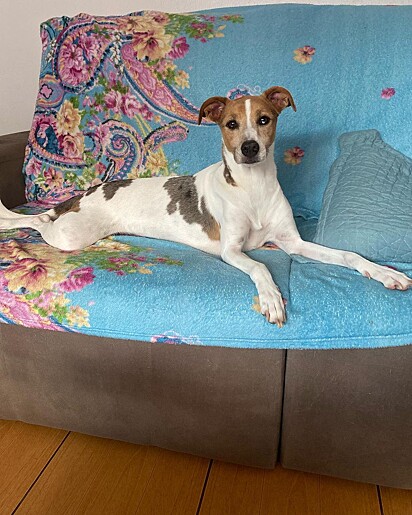 The dog is nicknamed a monster because she has already ripped four pieces of upholstery.