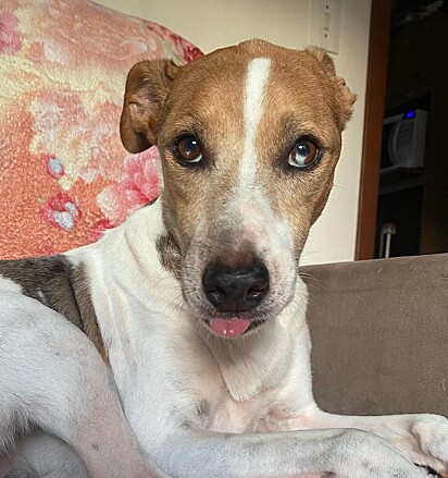 The dog, Anne, got into mischief while her owner was distracted. She tore up the couch.