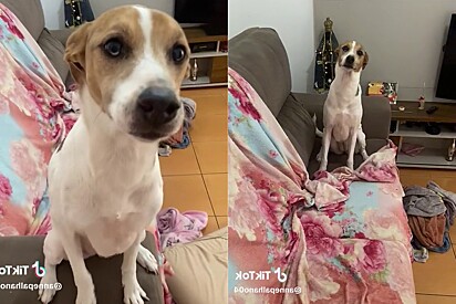 Dog rips the couch at home and tries her best to stop her owner from seeing the damage.