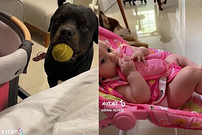 Rottweiler is anxiously waiting for the day his human sister grows up to play ball with him.