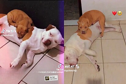 Since she was a puppy, the Pitbull has loved sleeping on top of her brother. As time went by, the dog grew, and this habit continued.