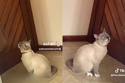 The cat, outraged at being separated from his canine siblings, started calling out for a certain Samuel, and his owner doesn’t know who he is.