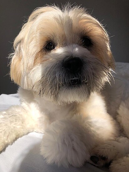 Bento, the Shih Tzu, brought joy yo the family.