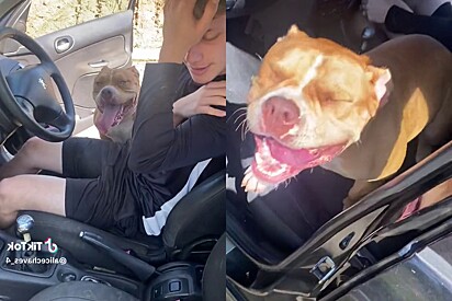 Couple pulls over to help lost dog, but the pet’s reaction is totally unexpected