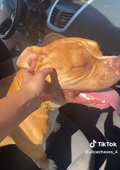 The American Bully inside the car.
