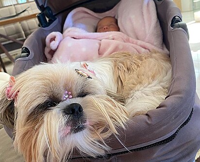 Malu, the Shih Tzu, loves being close to Betina.