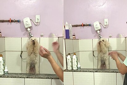 The man shared online what it is like working with pets.