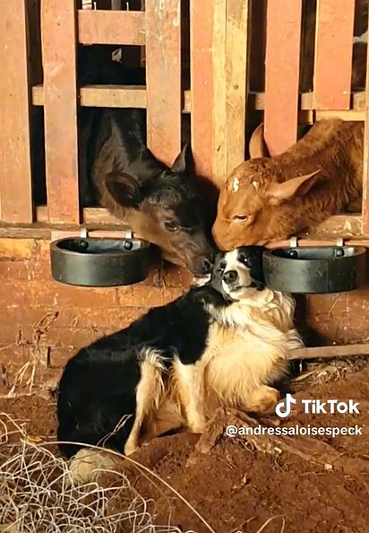 The dog relaxed as the calves licked him.