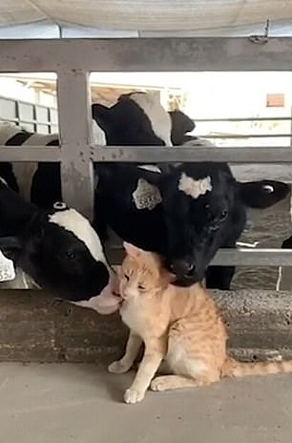 The kitten was caught being licked by cows. 