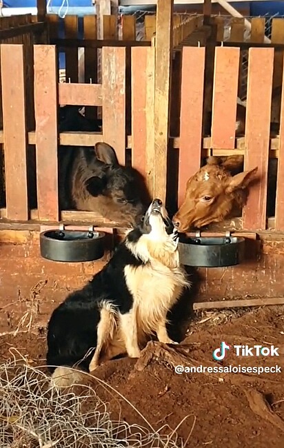 The dog being massaged by his cow friends.