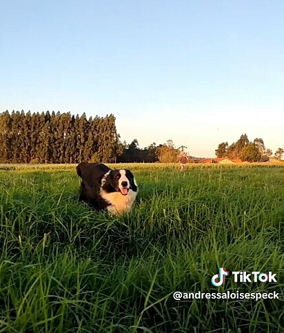 Nero loves to run and play on the property.