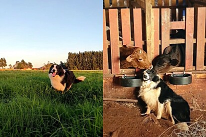 Dog caught in the stables getting a massage from his two calf friends.