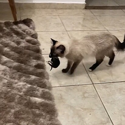 The cat holding a kitten in her mouth. 