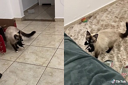 Cat gives birth to four kittens and brings each one to her owner. 