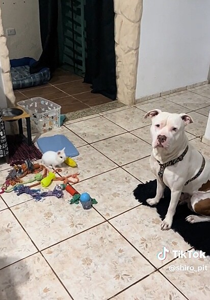 Shiro gradually accepted his little brother.
