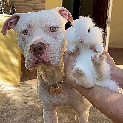 Shiro next to Floquinho.