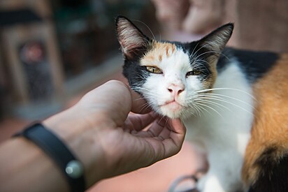 Winning your cat’s heart can be easier than you think.