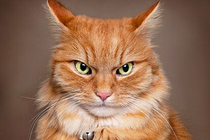 My cat doesn’t like me—now what? A veterinarian explains how to win over a feline.