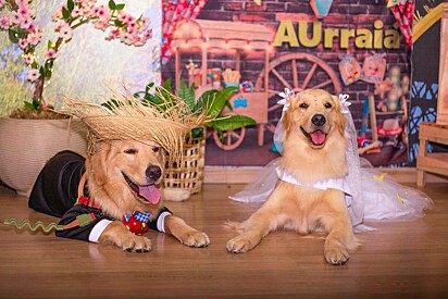 The country-themed dog wedding drew a crowd of adorable guests.