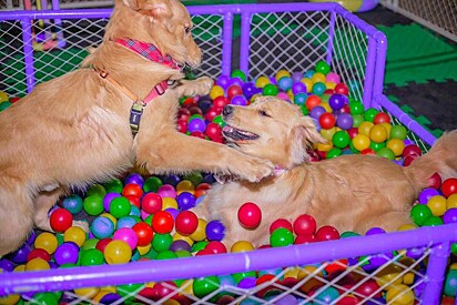 The Golden Retrievers playing in the ball pit.