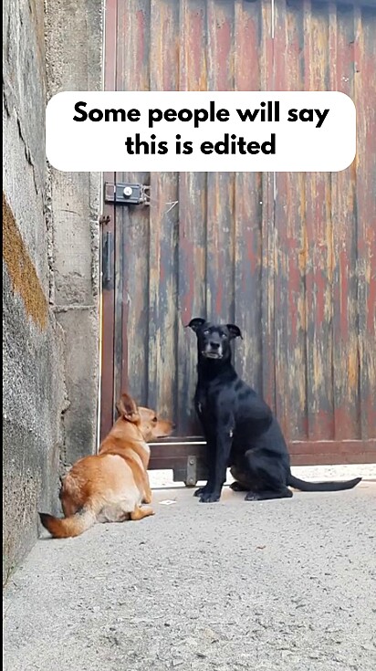 Café and Kiara, the dogs.