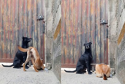 The dogs inside the yard before the gate was opened.